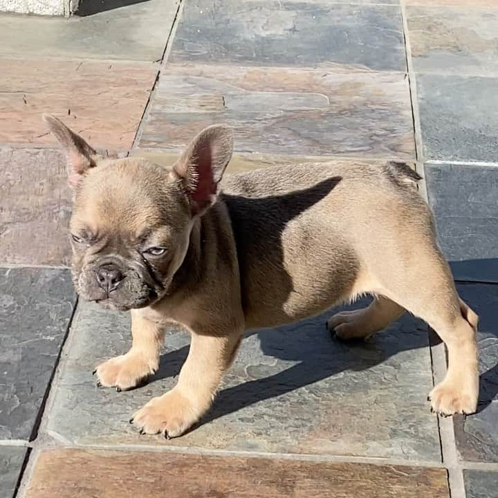 Oprahnbooのインスタグラム：「Lilac male, #frenchie #male #dogsofinstagram #doglovers #dogoftheday #dogteam #dogoftheworld #tag #share」