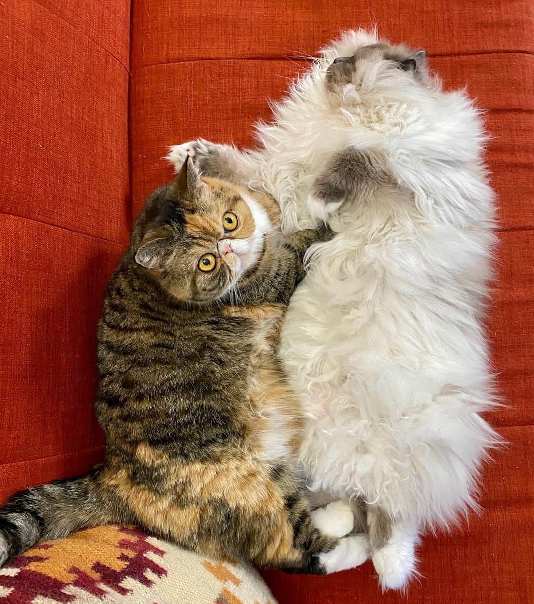 Tinaのインスタグラム：「Last cuddle of 2019. 🎊 Thanks for following along! ❤️ Wishing you a happy and healthy 2020!💫 #NYE #HappyNewYear」
