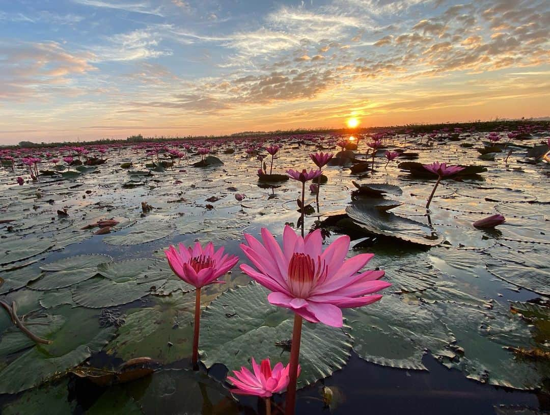 水原希子 さんのインスタグラム写真 - (水原希子 Instagram)「2019年最後の旅は睡蓮の天国🌷 2019年は今まで生きていた中でも、とても印象的な年でした。 様々な美しい景色や、自然、文化、心に触れて、 日々の経験の中で、今まで以上に生かされている事の 尊さや喜び、感謝の気持ちを噛み締める事が出来ました。 2020年も好奇心のまま、突き進んで、 さらに未知の自分に出会える様に、挑戦し続けたいです❤️」1月1日 11時13分 - i_am_kiko