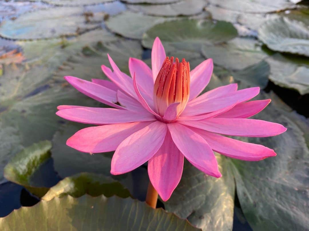 水原希子 さんのインスタグラム写真 - (水原希子 Instagram)「2019年最後の旅は睡蓮の天国🌷 2019年は今まで生きていた中でも、とても印象的な年でした。 様々な美しい景色や、自然、文化、心に触れて、 日々の経験の中で、今まで以上に生かされている事の 尊さや喜び、感謝の気持ちを噛み締める事が出来ました。 2020年も好奇心のまま、突き進んで、 さらに未知の自分に出会える様に、挑戦し続けたいです❤️」1月1日 11時13分 - i_am_kiko