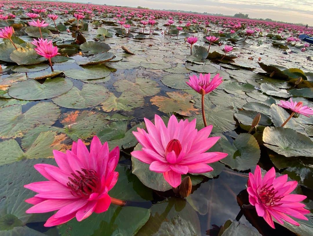 水原希子 さんのインスタグラム写真 - (水原希子 Instagram)「2019年最後の旅は睡蓮の天国🌷 2019年は今まで生きていた中でも、とても印象的な年でした。 様々な美しい景色や、自然、文化、心に触れて、 日々の経験の中で、今まで以上に生かされている事の 尊さや喜び、感謝の気持ちを噛み締める事が出来ました。 2020年も好奇心のまま、突き進んで、 さらに未知の自分に出会える様に、挑戦し続けたいです❤️」1月1日 11時13分 - i_am_kiko