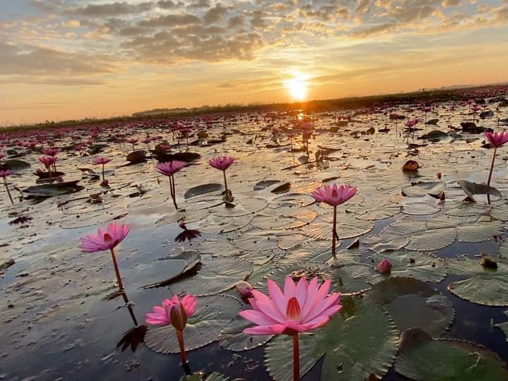 のインスタグラム：「2019年最後の旅は睡蓮の天国🌷 2019年は今まで生きていた中でも、とても印象的な年でした。 様々な美しい景色や、自然、文化、心に触れて、 日々の経験の中で、今まで以上に生かされている事の 尊さや喜び、感謝の気持ちを噛み締める事が出来ました。 2020年も好奇心のまま、突き進んで、 さらに未知の自分に出会える様に、挑戦し続けたいです❤️」