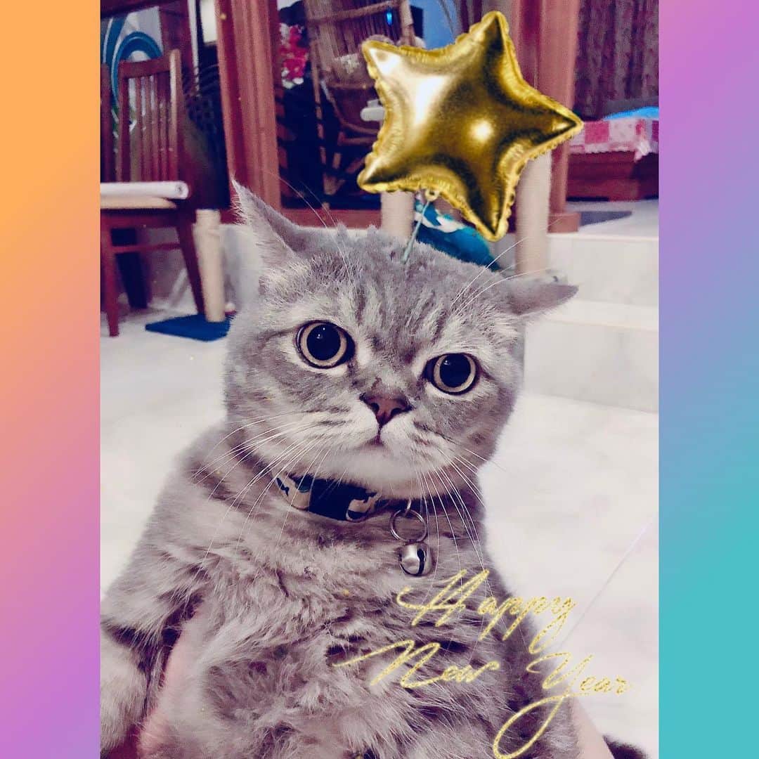Pancakeのインスタグラム：「2020! 🥳 Happy New Year 🎊! Hoping for a blessed and wonderful year for everyone! With a lot of love, good health and happiness! 🙃🥰 #catkote #cats #catlovers #catsconnect #catstagram #catsoninstagram #catsofinstagram #catoftheday #kittygram #kittensoninstagram #kittensofinstagram #sgcats #pets #petlovers #pancake #petstagram #instacats #thedailykitten  #instagramcats #munchkincats #neko #ねこ #マンチカン」