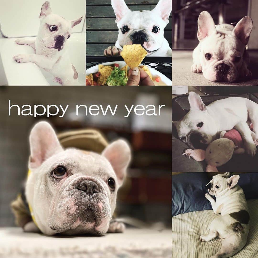 鑑田幸代のインスタグラム：「happy new year💜💜 去年はグース共々ありがとうございました 今年も引き続き宜しくお願いします🐷 #グース共々お風呂で年明け #108回太陽礼拝で筋肉痛 #笑顔で今年も頑張るよ #グースが居る事が1番の幸せ #frenchbulldog  #frenchbulldogs  #french_bulldogs  #frenchie  #buhi  #ハニーパイド #フレブル  #グース #グーちゃん」