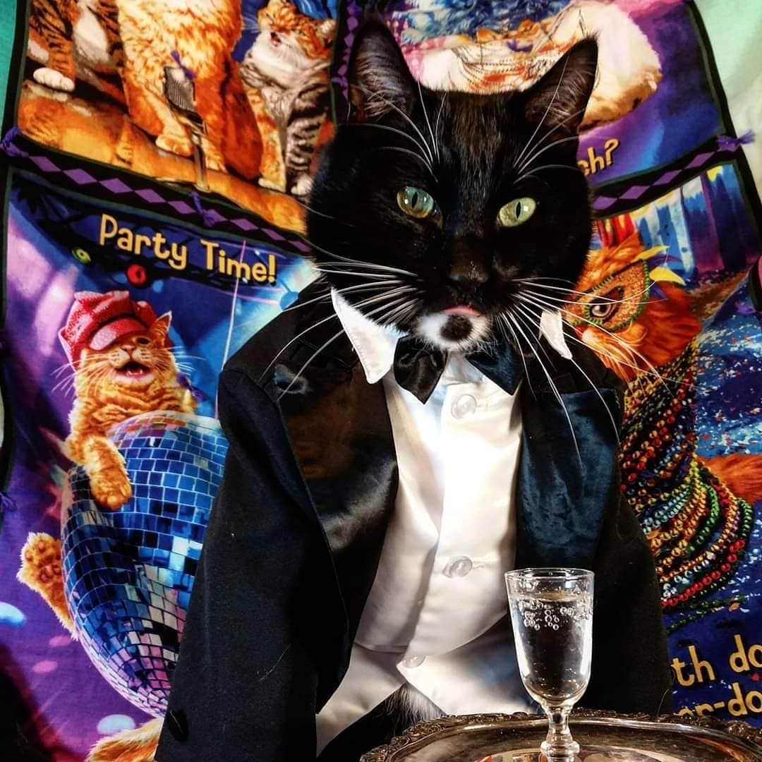 猫コスプレさんのインスタグラム写真 - (猫コスプレInstagram)「As we approach the countdowns in the Americas, what are/were your plans to ring things in?  #NewYearsEve #tuxedocat」1月1日 12時26分 - cat_cosplay