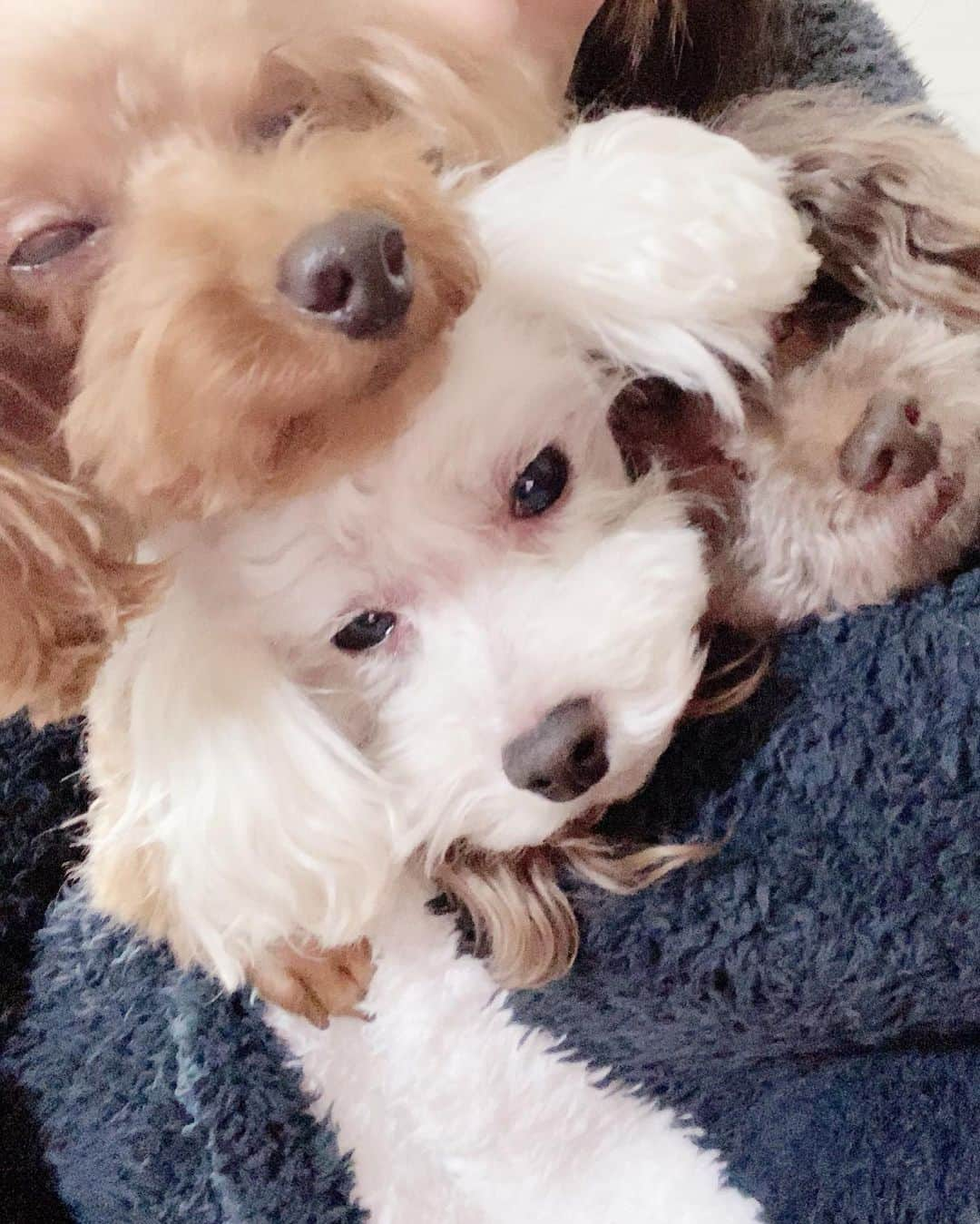 熊切あさ美さんのインスタグラム写真 - (熊切あさ美Instagram)「みんな実家でのんびり🥰🎍 おネム🐶🐶🐶 #お正月　#元旦　#実家　#instagood  #japan #toypoodle  #トイプードル」1月1日 12時33分 - asami_kumakiri