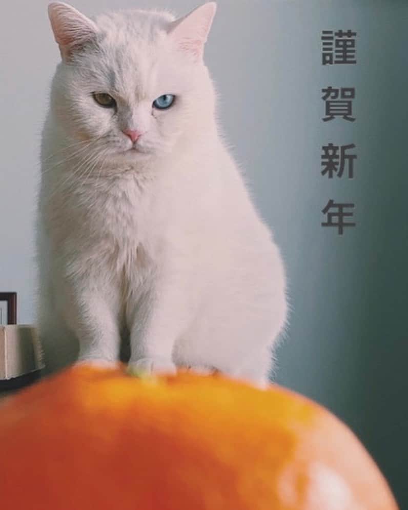 てふさんのインスタグラム写真 - (てふInstagram)「あけおめ〜〜🌅 #otefucat」1月1日 12時38分 - cat_chouchou