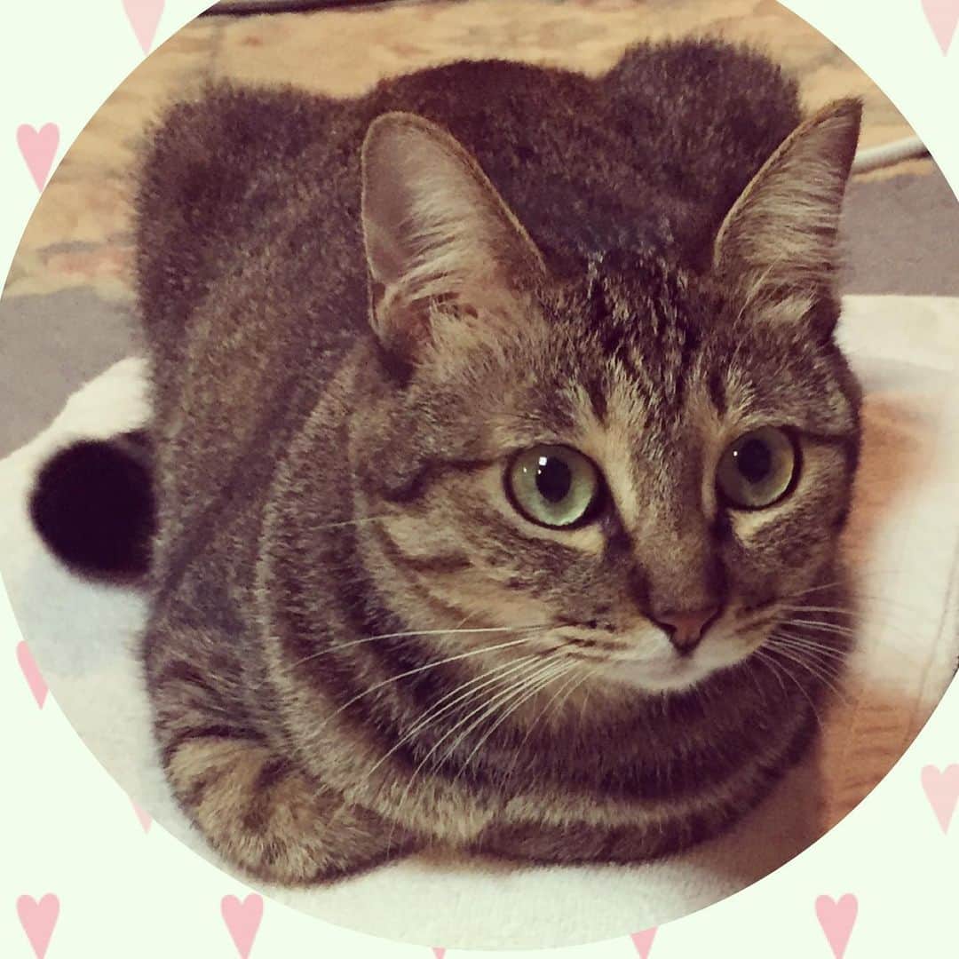 岡村有里子のインスタグラム：「HAPPY 2020!!🎉 本年もよろしくお願いいたします🎍  昨年のお正月に約13年間生活を共にした愛猫が天国へ旅立ちました。  ご縁があり、新しい家族（推定2歳）と新年を迎えています。  #happy2020 #あけましておめでとうございます #cat #猫 #保護猫」