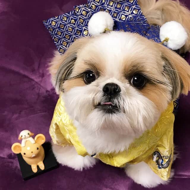 りんくさんのインスタグラム写真 - (りんくInstagram)「Happy New Year 2020! 🥳🐶🎉 * * * * * あけましておめでとうございます🎍✨ 今年もりんく共々どうぞよろしくお願いいたします😊🐶💕 #happynewyear #happy2020」1月1日 12時50分 - link.jpn