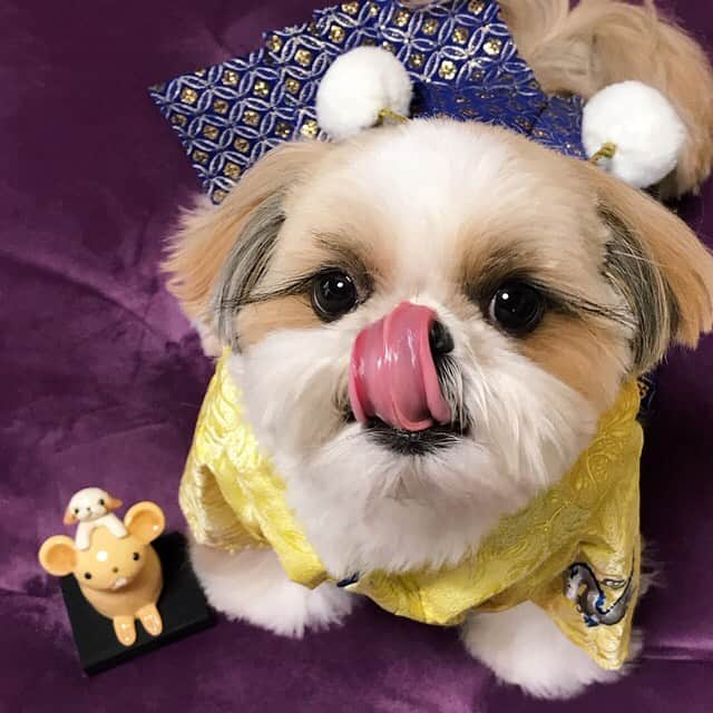 りんくさんのインスタグラム写真 - (りんくInstagram)「Happy New Year 2020! 🥳🐶🎉 * * * * * あけましておめでとうございます🎍✨ 今年もりんく共々どうぞよろしくお願いいたします😊🐶💕 #happynewyear #happy2020」1月1日 12時50分 - link.jpn