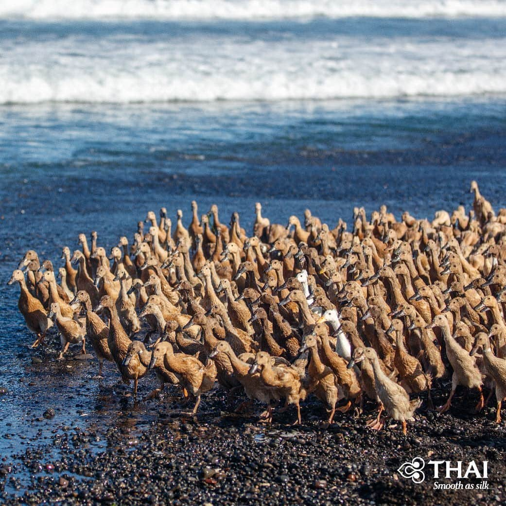 タイ航空さんのインスタグラム写真 - (タイ航空Instagram)「Keramas Beach in Bali is called a surfer's paradise because of its high waves. In addition, unique scenes occur when hundreds of ducks go hand in hand and the combination of their feathers' colors, namely orange, pink, purple, blue, creates a harmonious gradation.  #ThaiAirways #KeramasBeach #PantaiKeramas #Bali #Denpasar #Indonesia #FlyTHAItoBali #FlyTHAItoDenpasar #FlyTHAItoIndonesia #WonderfulIndonesia」1月1日 22時27分 - thaiairways