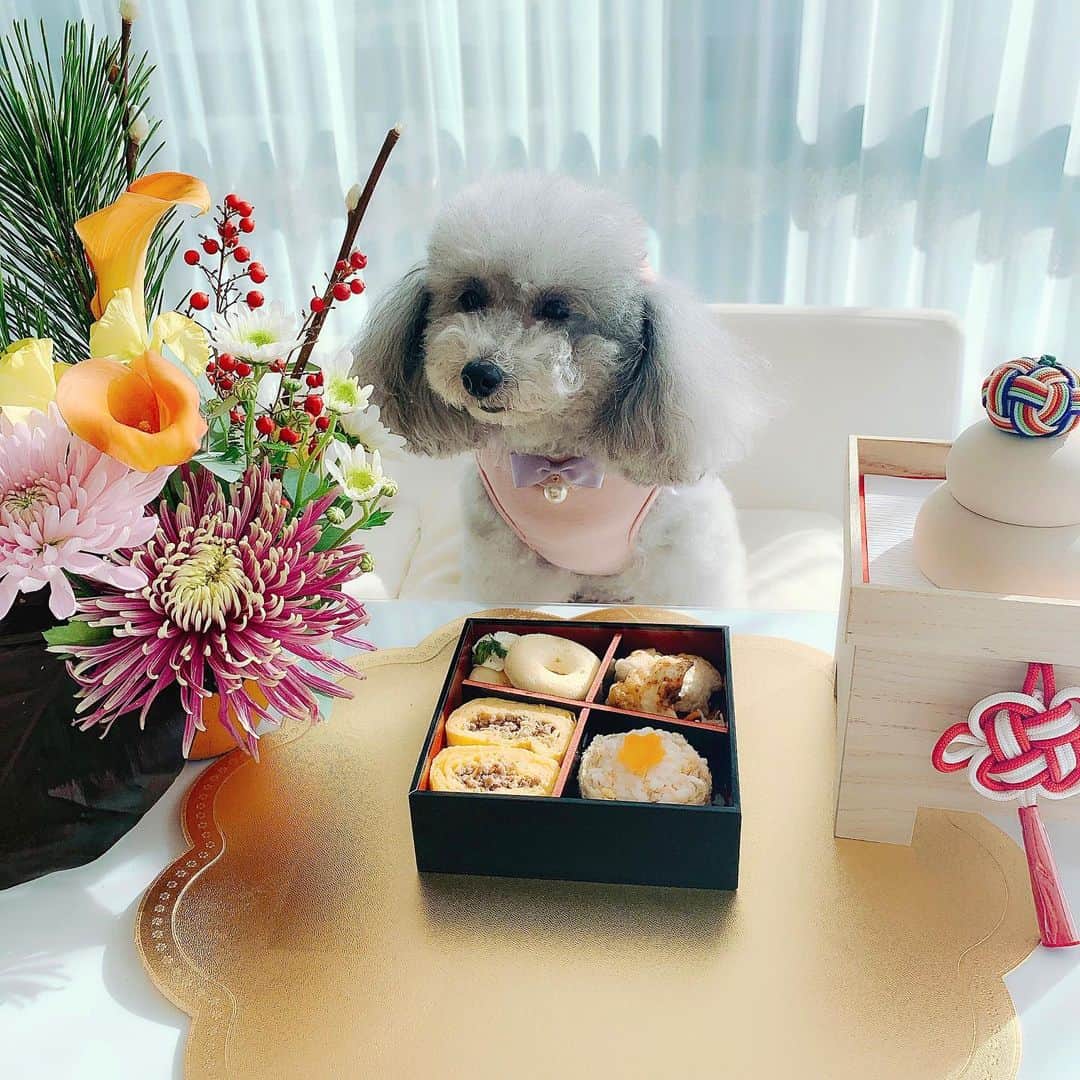 和泉佳子さんのインスタグラム写真 - (和泉佳子Instagram)「あけましておめでとうございます🎍⛩ . 皆様、お正月いかがおすごしでしょうか❓ 私は、自宅で穏やかなお正月を過ごしています😊 . そんな我が家の鏡餅は、永く毎年使えるようにサスティナブルな木製のものを選びました✨(写真4枚目) . 白木の素材感がホワイトで統一した我が家のインテリアにもマッチしてお気に入りです💕 . ところで、今日は、ポロちゃんもおせち料理を食べて一緒にお正月をお祝いしました🐩 . ポロちゃんのおせち料理は、キッチンドッグの「おせちデリ2020」🍱(写真2枚目) . 日頃は獣医の先生オススメのドッグフードしか食べていないので、大喜びでとっても美味しそうに食べていました🐩💕 . ポロが喜んでいる姿を見ると、私もとってもとっても嬉しい🥰 . 今年も親ばかな投稿を度々させていただく事と思いますが、皆様、本年も、我が家のポロちゃん共々、どうぞ宜しくお願い致します💗 . . . #和泉佳子 #25ans #ヴァンサンカン #エレブロガー  #お正月 #2020年 #元旦 #ポロちゃん #キッチンドッグ #おせち料理 #鏡餅 @poro_izumi」1月1日 22時36分 - yoshiko_izumi