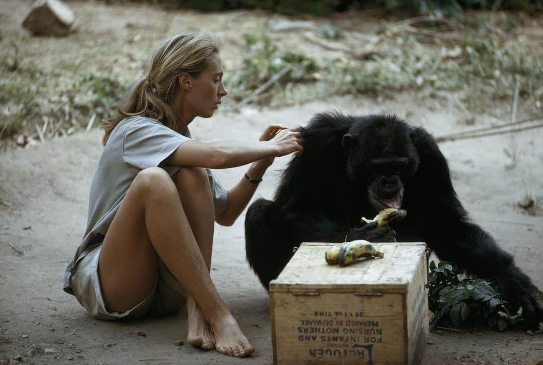 ナショナル ジオグラフィック TV (JP)さんのインスタグラム写真 - (ナショナル ジオグラフィック TV (JP)Instagram)「霊長類研究の第一人者ジェーン・グドールがバナナを食べるチンパンジーの毛づくろいをしている様子。⁠⠀ ------------⁠⠀ Photo Credit: HUGO VAN LAWICK/National Geographic Creative⁠⠀ ------------⁣⁠⠀ #ナショジオ #ナショナルジオグラフィック #自然 #科学 #動物⁠⠀ @natgeotv_jp」1月1日 23時04分 - natgeotv_jp