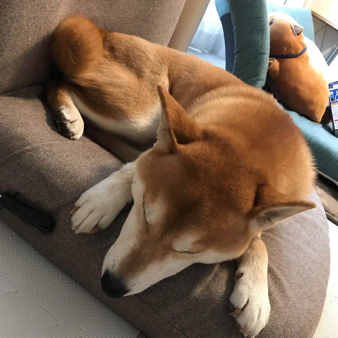 高橋みゆきのインスタグラム：「寝正月🐶💤💕 #クラ吉」
