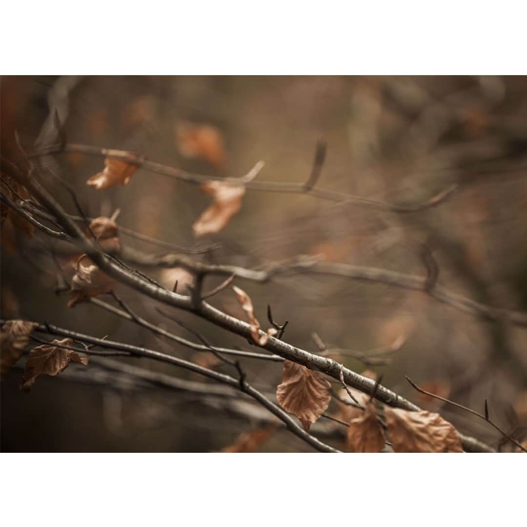 のインスタグラム：「Stopping to admire the natural beauty around us is a simple way to nurture our connection to the earth: from looking at the way a leaf falls to the ground, to noticing the sound of a nearby river or stream. Take time to appreciate nature as a mindful start to the year 🍂 #bamford #nurturenature」