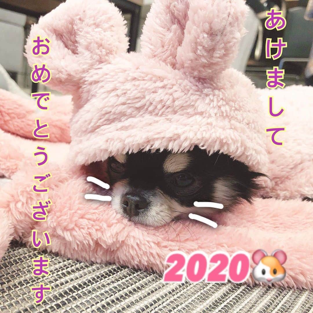 伊藤友里さんのインスタグラム写真 - (伊藤友里Instagram)「あけましておめでとうございます㊗️ ・ 2020年ささやかに穏やかにがんばっていきたいです☺️ ・ 今年もよろしくお願い致します♪ ・ #ねずみ年　うさぎ？笑　 #まめる #犬 #伊藤友里 #centforce」1月1日 16時41分 - ito_yuri_official