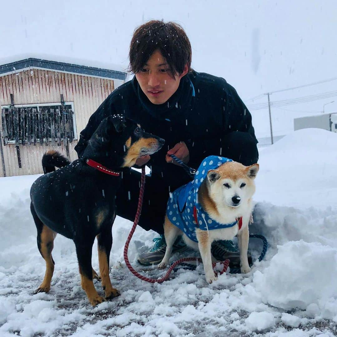 摂津颯登さんのインスタグラム写真 - (摂津颯登Instagram)「あけましておめでとうございます。 今年もよろしくお願いします。 今年年男の自分と実家の愛犬と🐕‍🦺🐀🐕 #秋田県#湯沢市#大雪#銀世界#ココちゃん#ナナちゃん」1月1日 17時13分 - hayato_settsu_official