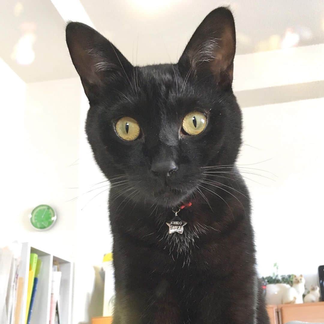 しおやてるこさんのインスタグラム写真 - (しおやてるこInstagram)「元日のくろすけ。本年もどうぞよろしくお願いします #黒猫」1月1日 17時13分 - shiochin1129