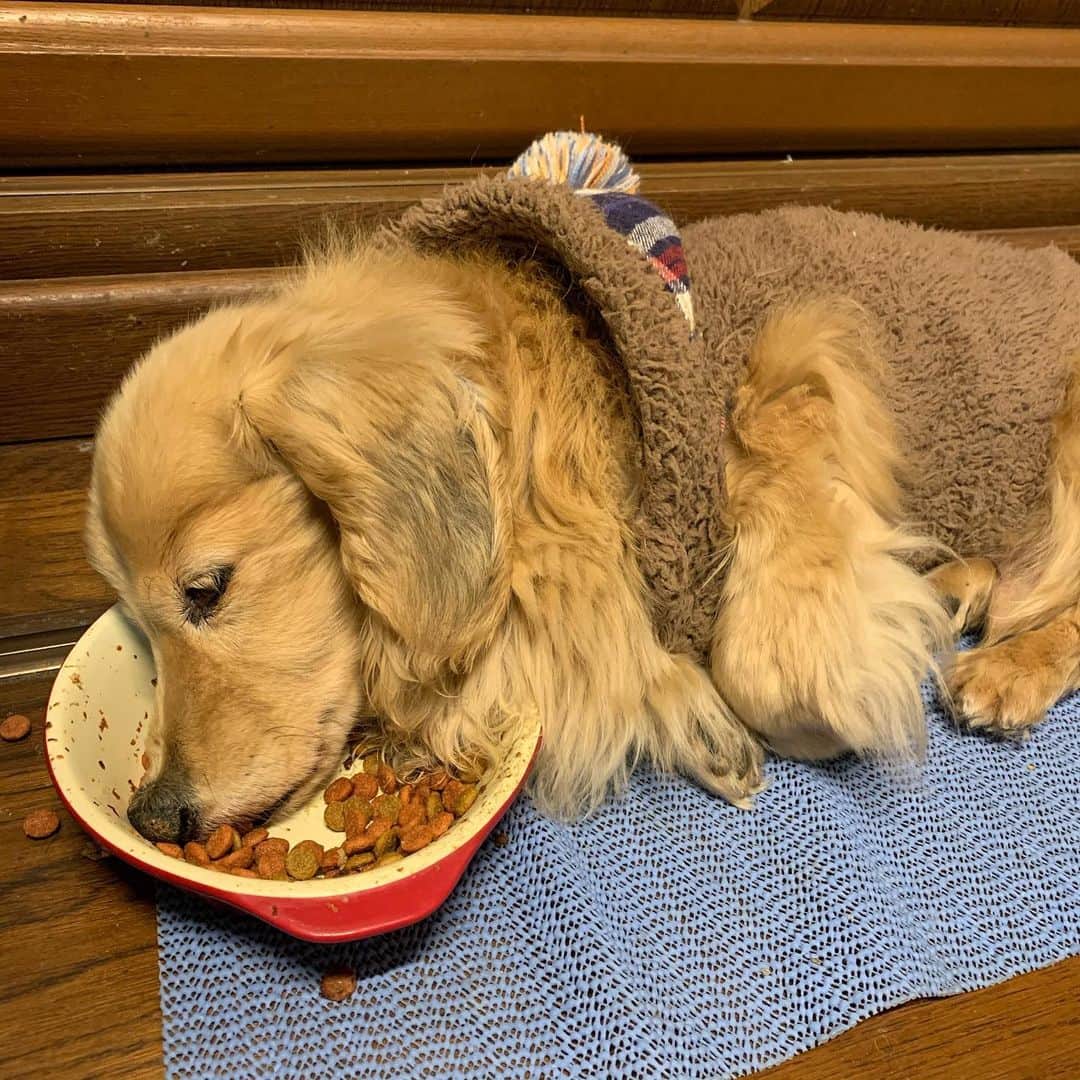 ハッチ＆ニコのインスタグラム：「Happy new year 🎉あけましておめでとうございます。 新春ハッチ君　とっても美味しいお正月ごはん夢中で食べてるうちにお皿枕に🐶💤 #カメラ嫌い同好会 #pecoいぬ部 #犬の生活が第一 #癒しわんこ #dachshund #犬バカ部 #短足部 #ふわもこ部 #tokyocameraclub #東京カメラ部」