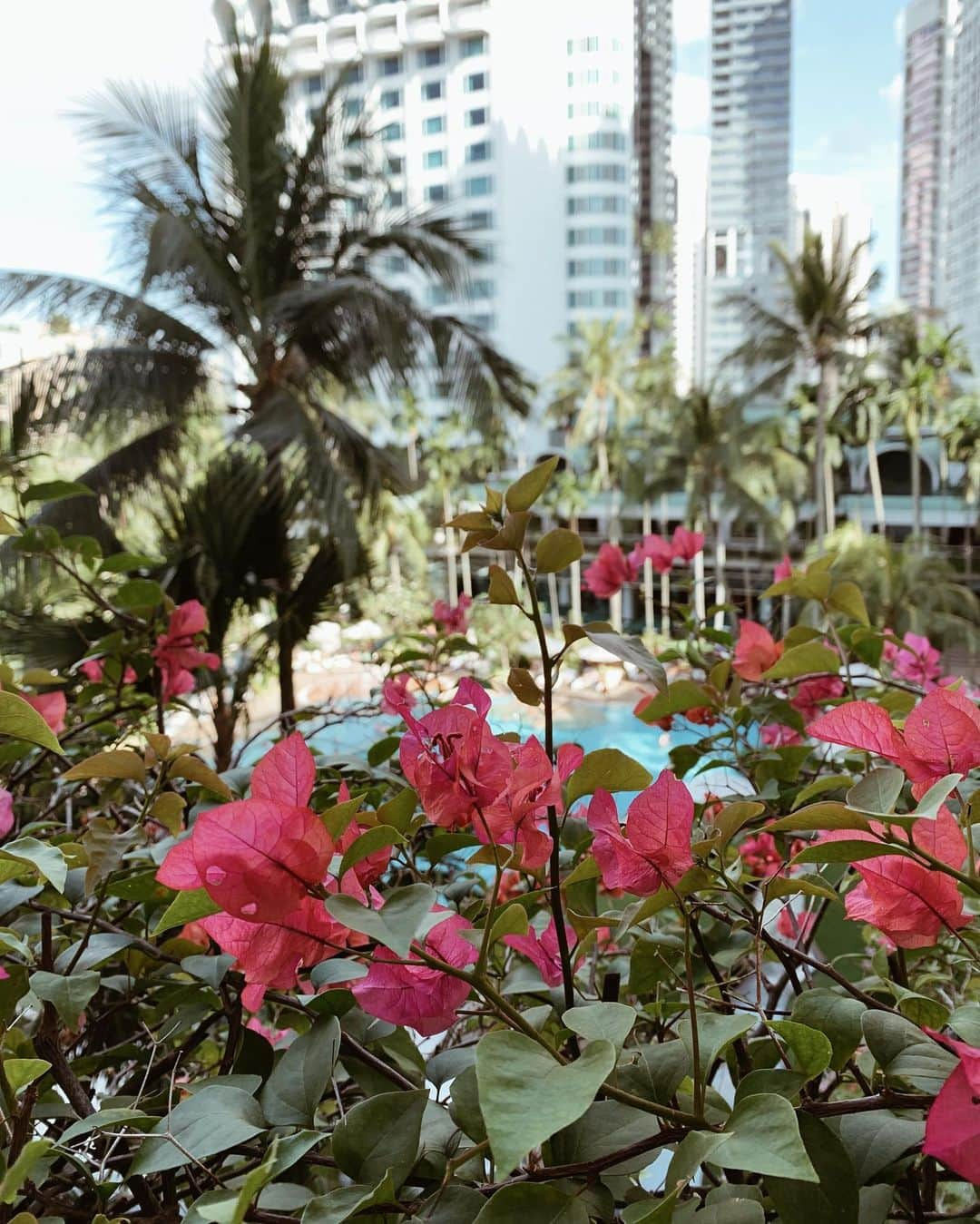 春名亜美さんのインスタグラム写真 - (春名亜美Instagram)「気温32℃☀️ 大好物の🌴が新年早々見れて幸せ🥰 ・ ・ ・ #シンガポール #singapore #子連れシンガポール #子連れ旅行 #シャングリラシンガポール #シャングリラホテルシンガポール #shangrilahotel #shangrilahotelsingapore」1月1日 17時53分 - amiharunaami