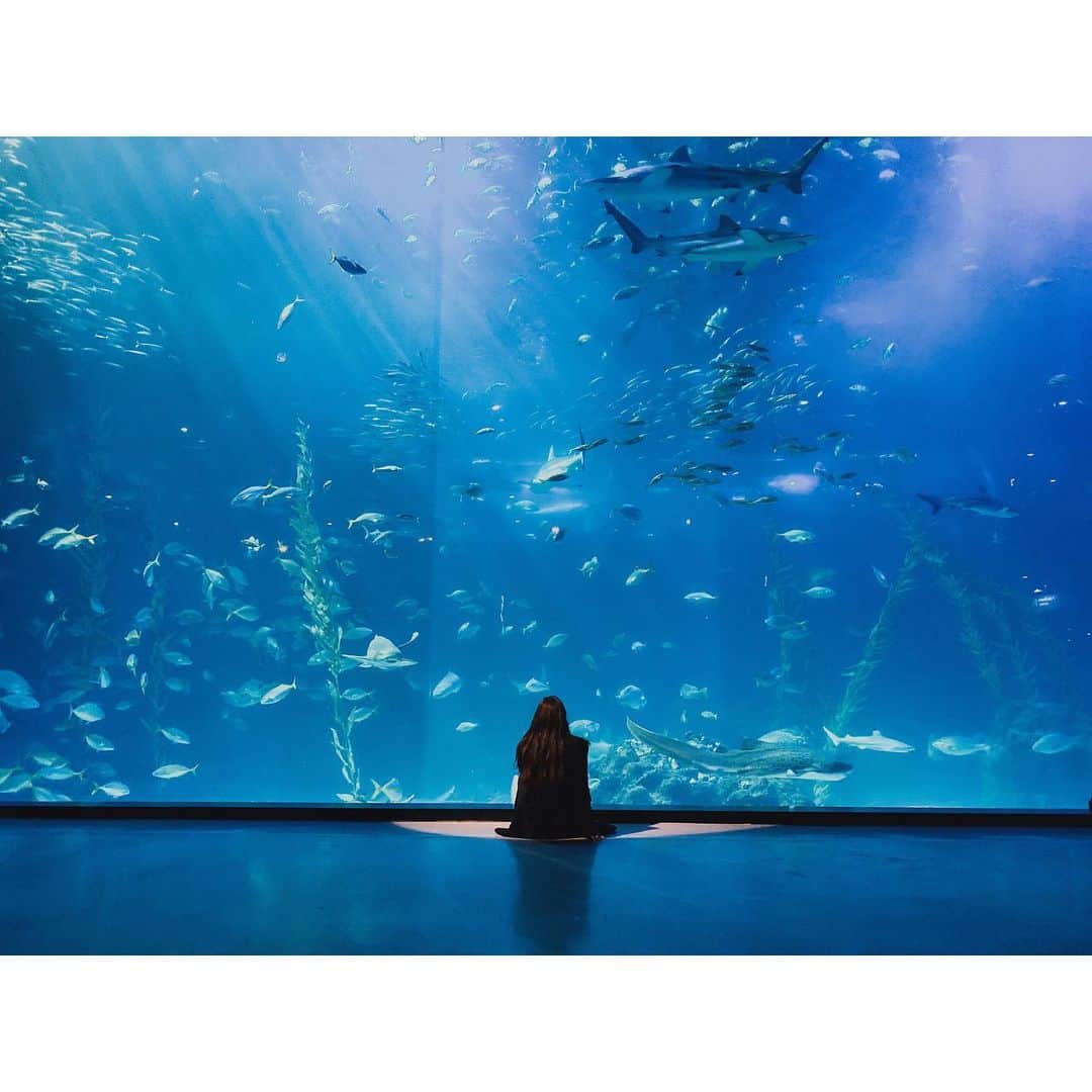チョン・リョウォンのインスタグラム：「. i always heard flowers and aquariums  were theraputic. i never believed it but now i do-  예전에 이런말을 들은적이 있다. 큰힘을 들이지 않고 가만히 쳐다보는것만으로도 치유가 되는게 꽃이랑 수족관이라고. . 꽃들을 뒤늦게 좋아하게 되면서 그것이 주는 즐거움이 무엇인지 새삼 느끼고 놀라던터라 . 무작정 쉬는 날을 잡아  우리나라에서 가장 큰 수족관에 갔다. 주변 소음을 듣지않고  좋은 음악리스트를 따로 챙겨왔으면 하루종일 앉아있을수 있었을텐데 아쉬워 하면서도 마음이 엄청 정화되고 정리되는걸 느꼈다. 너무 신기하다. . 새해는. 정화되고 정리된 마음으로- .」