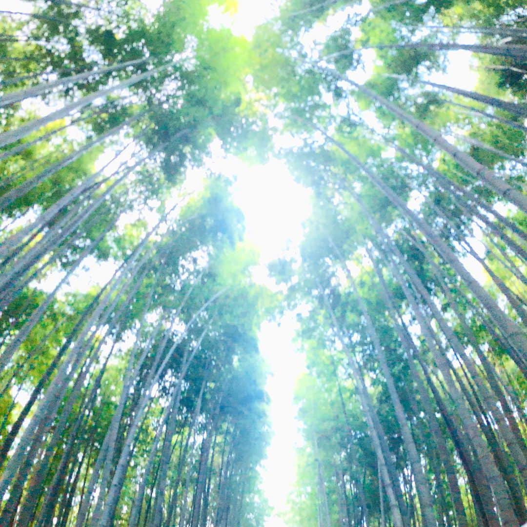 七輝かおるのインスタグラム：「上げ直し😅💦 . ✨2020年✨ 明けましておめでとうございます🌅🎍 . 今年も楽しく過ごし、人として成長していきたいと思います‼️ 今年も宜しくお願い致します🙇‍♂️✨✨ . 写真は11月に行った京都の竹林🎍」
