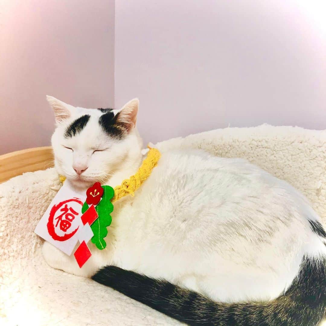 Siznaのインスタグラム：「#dura #cat #づら #猫 #sizna #雑種 #元地域猫 #ヅラ #ヅラ猫 #ヅラ猫部 #にゃんスタグラム #猫変態を増やそうの会 #づら2020 #福ねこ　#新年あけましておめでとうございます」