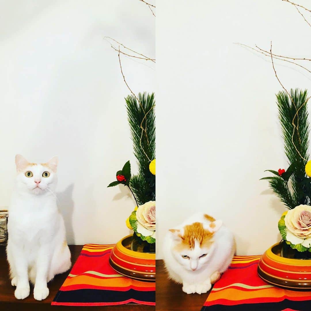 FukuyamaGoh のインスタグラム：「明けましておめでとうございます‼️ 2020年も皆さまにとって良い年でありますように😍😍😍 #happynewyear  #2020 #lamaisondelanaturegoh  #今年もよろしくお願いします  #家猫」
