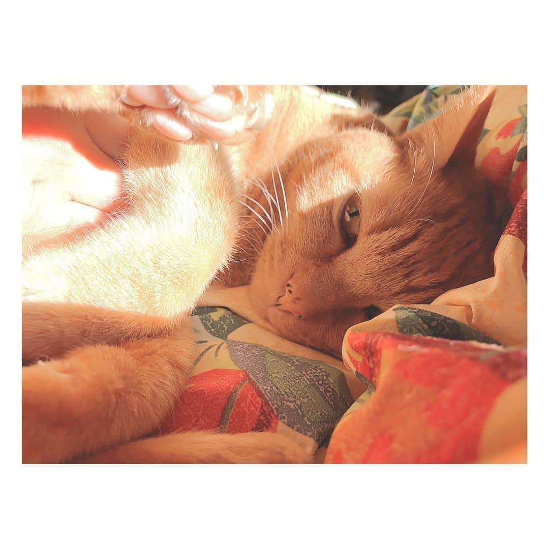 理絵さんのインスタグラム写真 - (理絵Instagram)「🤎🤎🤎 .  #ilovecat #cat #gatto #고양이 #猫 #茶トラ #茶とら #tokyo #japan」1月2日 9時03分 - ____rie____
