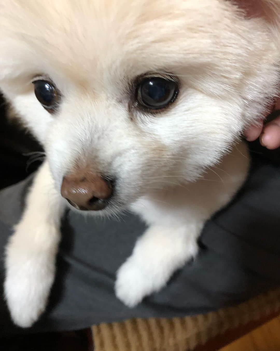 佐古真弓さんのインスタグラム写真 - (佐古真弓Instagram)「親戚の家の子。ラガーちゃん。 かわい子ちゃん🥰 #犬の気持ち #犬のきもち #ポメラニアン」1月2日 7時45分 - _sacomayumi_