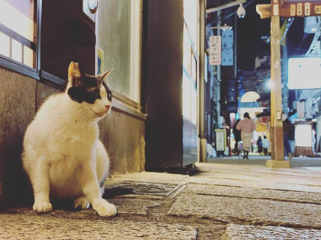 反田恭平さんのインスタグラム写真 - (反田恭平Instagram)「🐈🐈🐈 #firstphoto#photo#2020#shotoniphone #cat#catstagram#japanesecat#japan #oska#shrine#trip#newyear #猫#猫好き#新年#初詣#初猫#野良猫#そり撮」1月2日 8時18分 - kyoheisorita