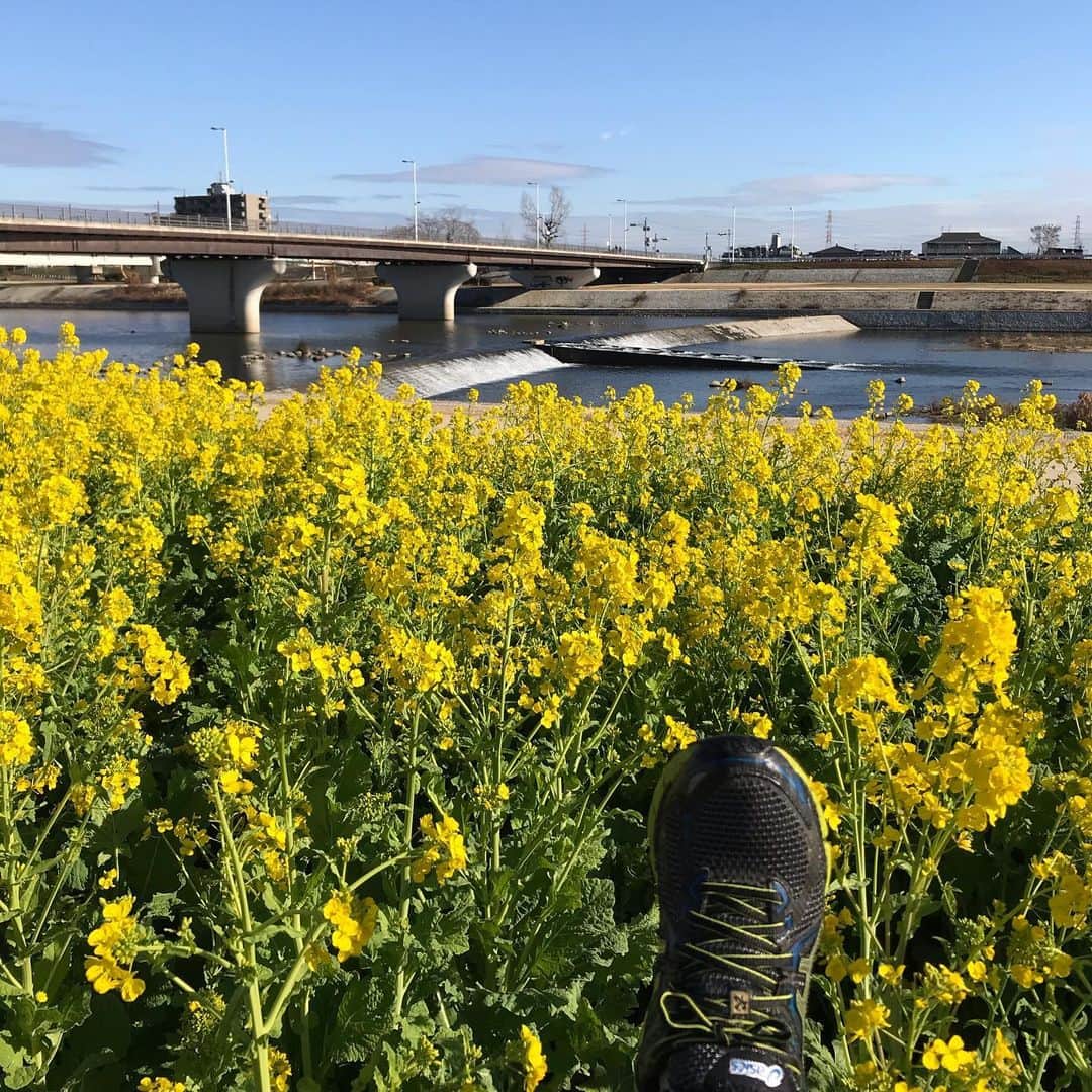 小谷あゆみのインスタグラム：「やることないから武庫川ジョギング散歩 新しき春を告げたり岸の花 花開く前のつぼみのうましこと 今年は短歌詠んでいこう あ、俳句やった 香魚」