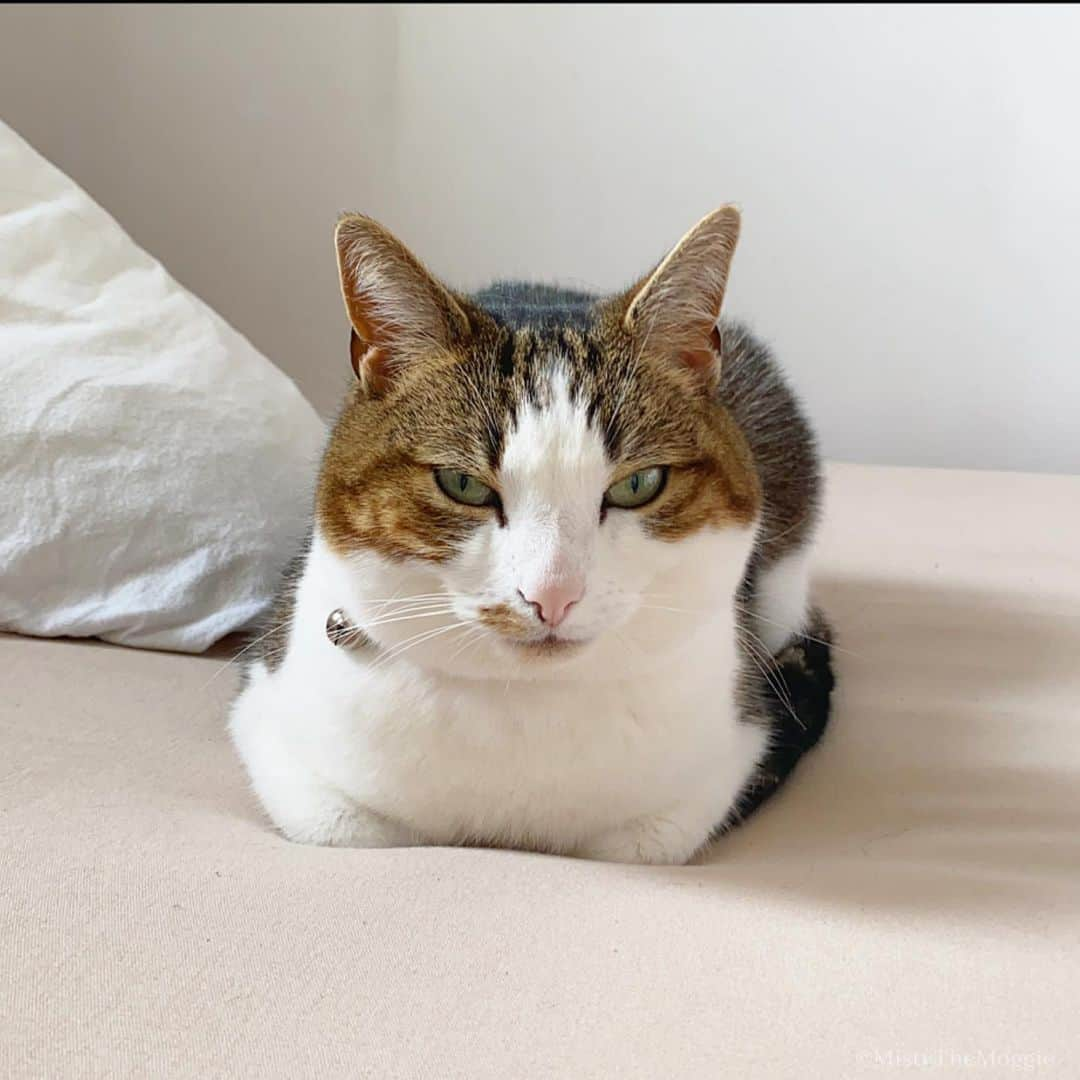 Misty The Moggieのインスタグラム：「Start the year like you mean to go on... I plan to be a loaf for #2020 Who’s with me?? 🍞 #newyear  #newyearsresolution  #animal #animaladdicts #pet #petstagram #photooftheday #meow #neko #weeklyfluff #topcatphoto #YourDailyPets #instacat #instagood #INSTACAT_MEOWS #excellent_cats #excellent_kittens #kittensofinstagram #Fun_Pet_love_Club #chat #cutecats #catstagram #cat_features #catsofinstagram #猫 #ねこ #cutepetclub」