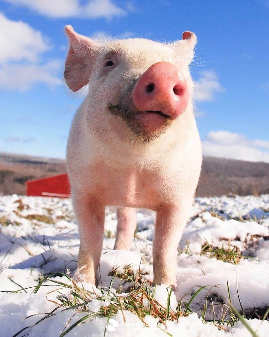 モービーさんのインスタグラム写真 - (モービーInstagram)「Happy new year from a happy snow pig! Pig pic @farmsanctuary #animalrights #veganforlife」1月2日 1時00分 - moby