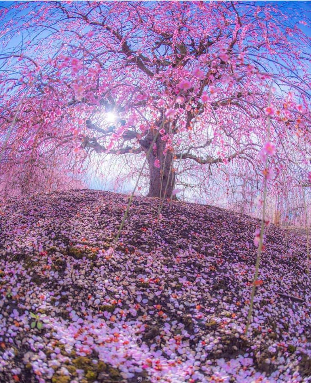 Wonderful Placesさんのインスタグラム写真 - (Wonderful PlacesInstagram)「Spring in Japan ✨🌸🌸🌸✨ . Pictures by ✨✨@godive2000✨✨ #wonderful_places for a feature 💖」1月2日 1時25分 - wonderful_places