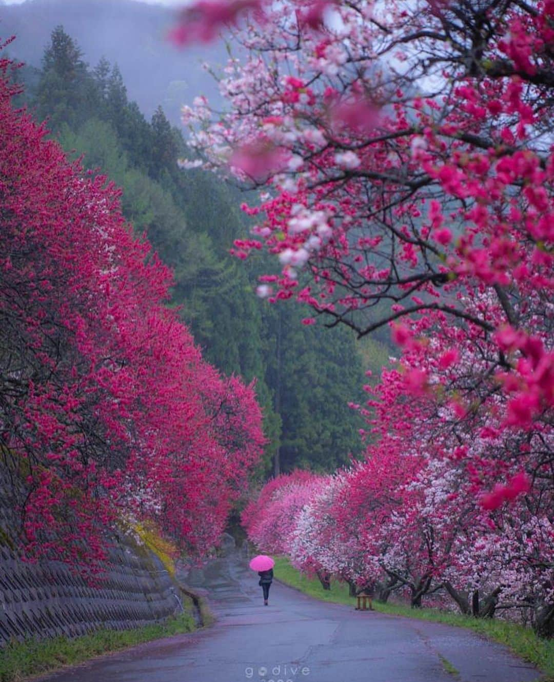 Wonderful Placesさんのインスタグラム写真 - (Wonderful PlacesInstagram)「Spring in Japan ✨🌸🌸🌸✨ . Pictures by ✨✨@godive2000✨✨ #wonderful_places for a feature 💖」1月2日 1時25分 - wonderful_places