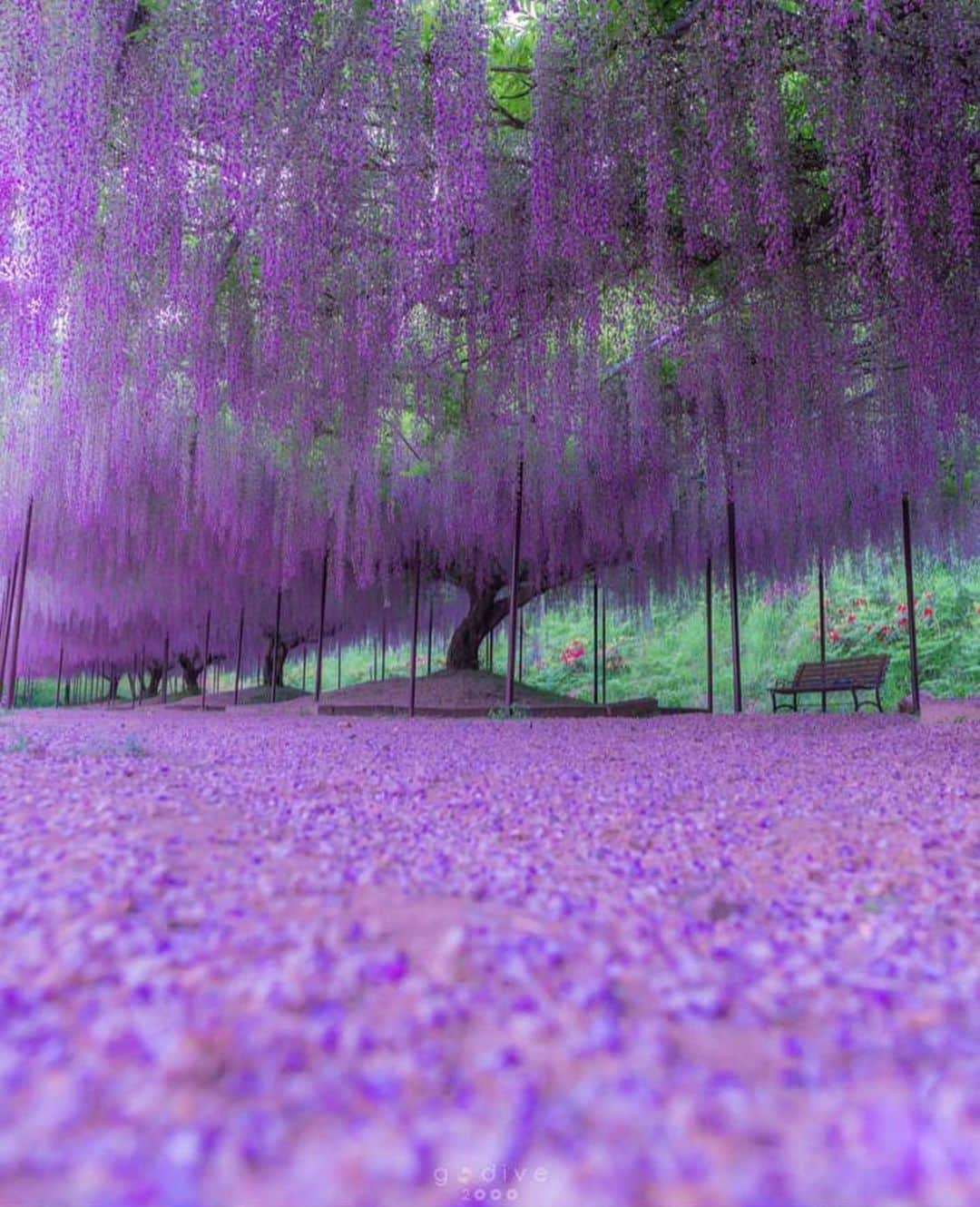 Wonderful Placesさんのインスタグラム写真 - (Wonderful PlacesInstagram)「Spring in Japan ✨🌸🌸🌸✨ . Pictures by ✨✨@godive2000✨✨ #wonderful_places for a feature 💖」1月2日 1時25分 - wonderful_places