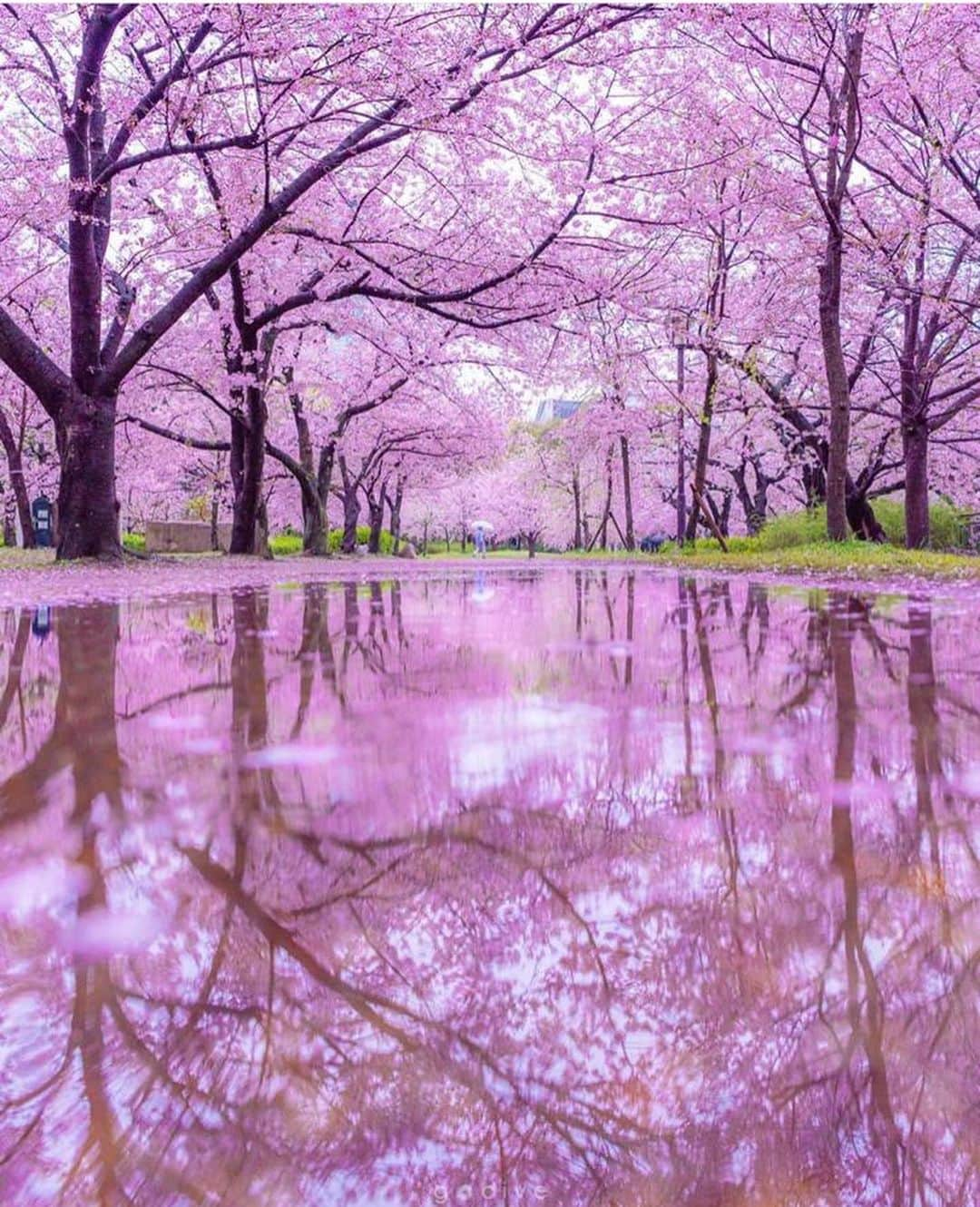 Wonderful Placesさんのインスタグラム写真 - (Wonderful PlacesInstagram)「Spring in Japan ✨🌸🌸🌸✨ . Pictures by ✨✨@godive2000✨✨ #wonderful_places for a feature 💖」1月2日 1時25分 - wonderful_places