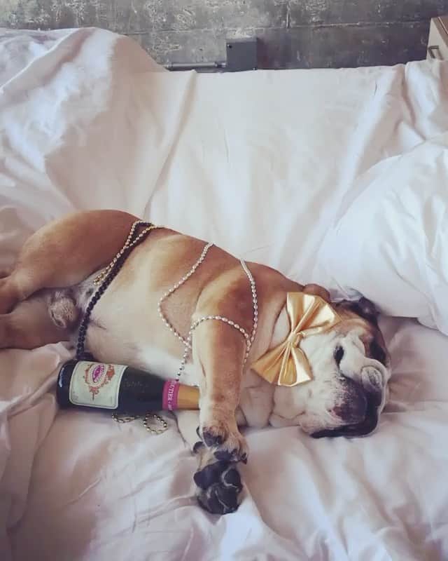 Bodhi & Butters & Bubbahのインスタグラム：「The aftermath 🐶🍾🤐 . . . . . #bulldog #puppy #love #nye #goodbye #2019 #hello #2020 #party #champagne #campaign #cute #baby #dogsofinstagram @titusbulldog」