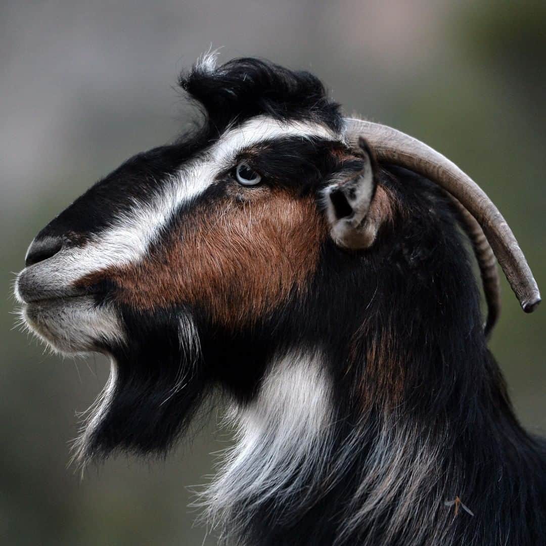 アニマルプラネットさんのインスタグラム写真 - (アニマルプラネットInstagram)「You may know that a baby goat is called a kid, but did you know that, because of that, a goat giving birth is said to be “kidding”? We’re not … joking. 😉 . . . . . . #newyears #celebration #party #animalplanetupclose #animalsofinstagram #animalplanet #animaloftheday #wild #wildlife #outdoors #animals #wildanimals #conservation #nature #animallovers #instanature #wildgeography #cuteanimals」1月2日 2時00分 - animalplanet