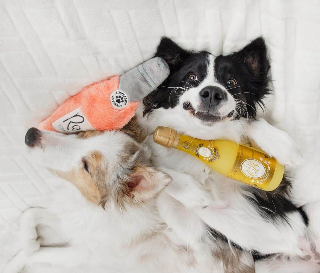 Jazzy Cooper Fostersさんのインスタグラム写真 - (Jazzy Cooper FostersInstagram)「Too much partying last night. 🥱🤪 Phoebe still has a little juice left.  Wishing y’all a happy and healthy new year. 🙏🏼🥰」1月2日 4時26分 - bordernerd