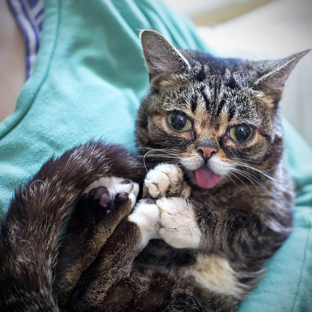 Lil BUBさんのインスタグラム写真 - (Lil BUBInstagram)「May your year be as magical as BUB's paws in this photo. #scienceandmagic #bestjobbub #bubforever #lilbub」1月2日 6時54分 - iamlilbub