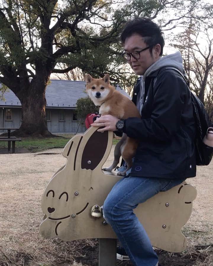 豆柴にこちゃんのグルメインスタ