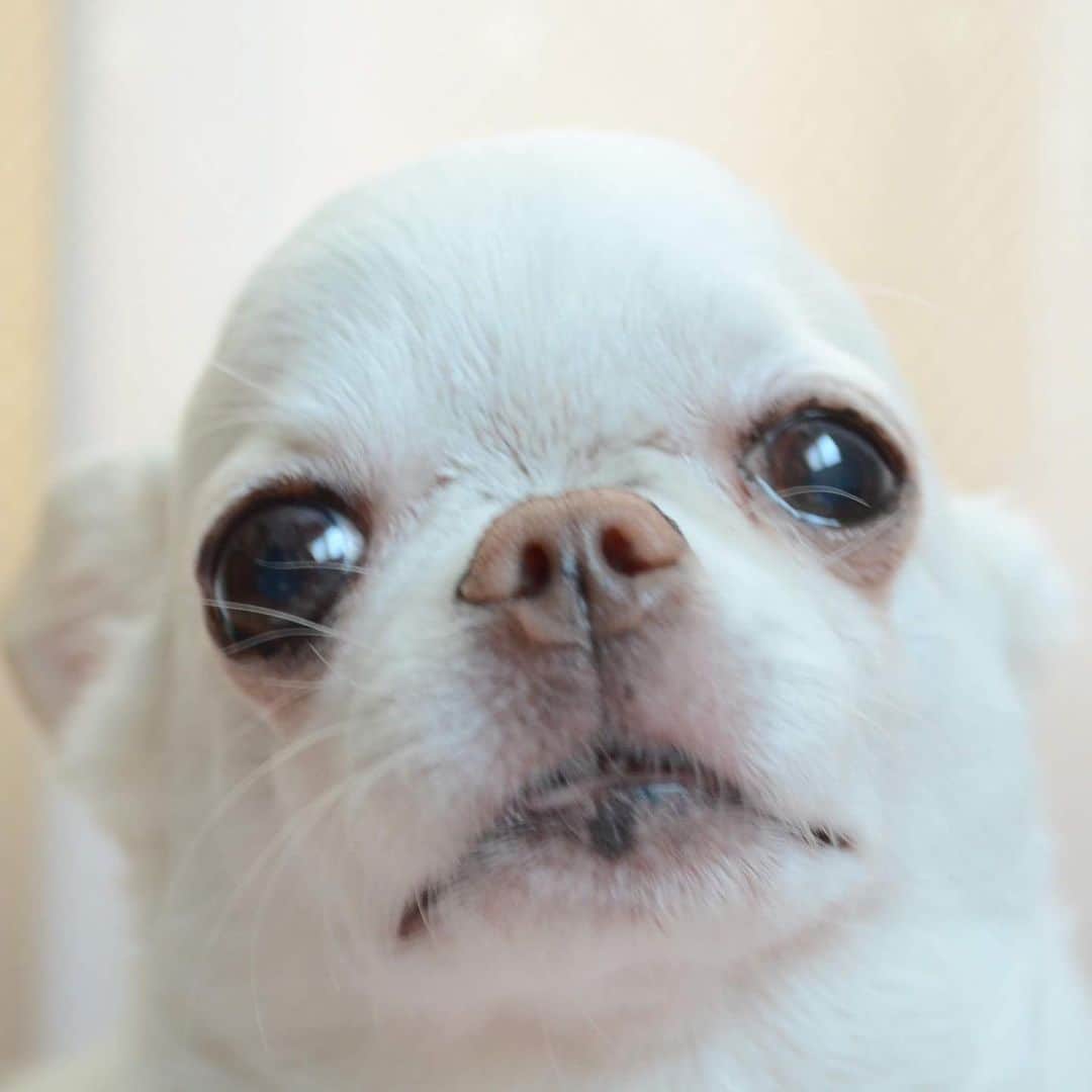 KORIKIのインスタグラム：「おはようございます♪ * #あざらし降臨 #dogofsapporo #dog, #dogs, #dogstagram,#chihuahua,#犬バカ部,#チワワ,#koriki, #hanadog #白スムチ連合会, #スムチー,  #dogofthedayjp, #dogoftheday  #ilovemydog #instadog #instapet #WhiteChihuahua  #吉娃娃 #치와와  #dogsofinstagram #Chihuahualover  #ชิวาวา #チワワの輪 #barkbox #WhiteChihuahuaParty #もふもふモフモフ」