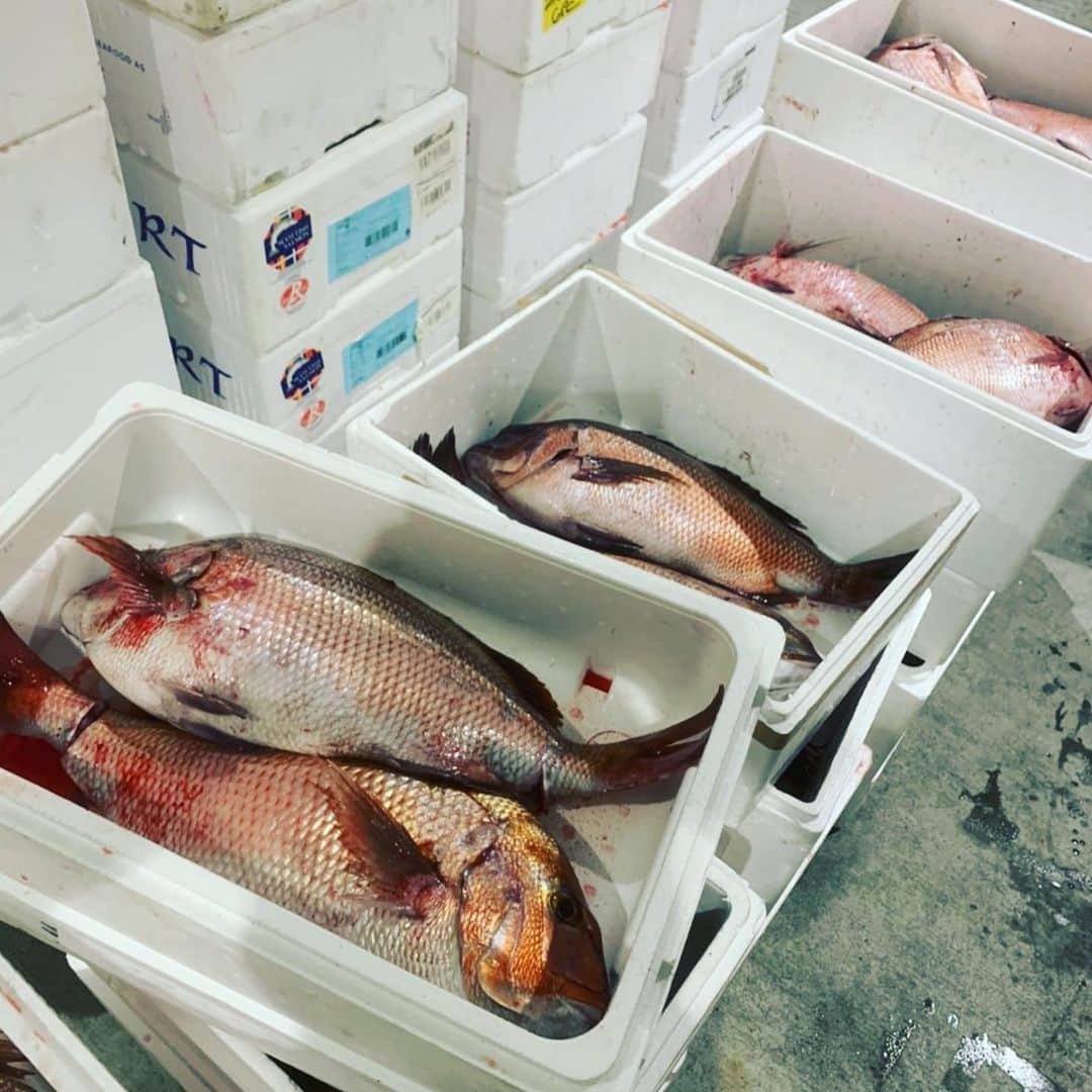魚金さんのインスタグラム写真 - (魚金Instagram)「明けましておめでとうございます。 1月2日本日より洋食タベルナ京橋、和食田町店以外の51店舗のお店は張り切って営業致します。市場もうち以外はスーパーさん位しか荷物無さそうでした。 仲買さんからのご協力により今年もバッチリ鮮魚を揃えての営業が迎えられます。 今年もスタッフ一同元気良く多くのお客様に満足していただける様頑張ります 是非とも新年会のご予定は魚金で  仕入部　片之坂 #魚金 #新橋#新橋居酒屋#居酒屋#銀座#京橋#神田#まぐろ#刺身#吉祥寺#ビール#池袋#花火#先週村#マルタ島#唐揚げ#ブリ#渋谷#クラフトビール#レモンサワー#豊洲市場#牡蠣#夏#ワイン#神田#うに#横浜#food#foodie」1月2日 10時38分 - uokin_koho