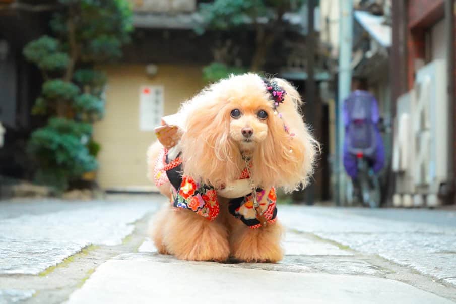 Toypoodle Mikuru?Asakusa Tokyoのインスタグラム：「20200102 Thursday. 迎春🎍  思いがけない新年のスタート？と共に みくるもお着物で新年のご挨拶💓 . 2020年も弾丸hyper girlちゃんをよろしくね😆 . ❶ 天婦羅 中清 前にで ❷❸ 浅草新春歌舞伎 前にで ❹ ホッピー通り 前にて  #2020 #お着物 #下町」