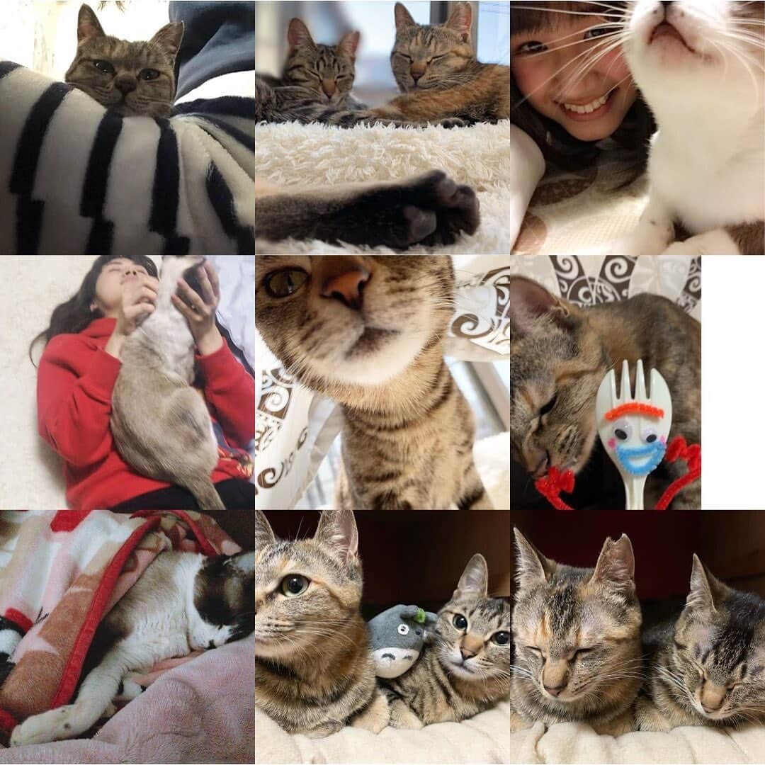 南口奈々のインスタグラム：「. 2020年あけおめにゃ . 2019年 茶ことちびが家に来て まぁ末長くやっていこうと思ってるにゃ . なな、茶こび姉妹ばっかりににゃらにゃいでにゃー。 #あけおめ #ことよろ #ミルスタ #instacat #ネコスタグラム #猫 #ネコ #にゃんこ #cat  #ふわもこ部 #ペコねこ部 #スノーシュー #靴下にゃんこ」