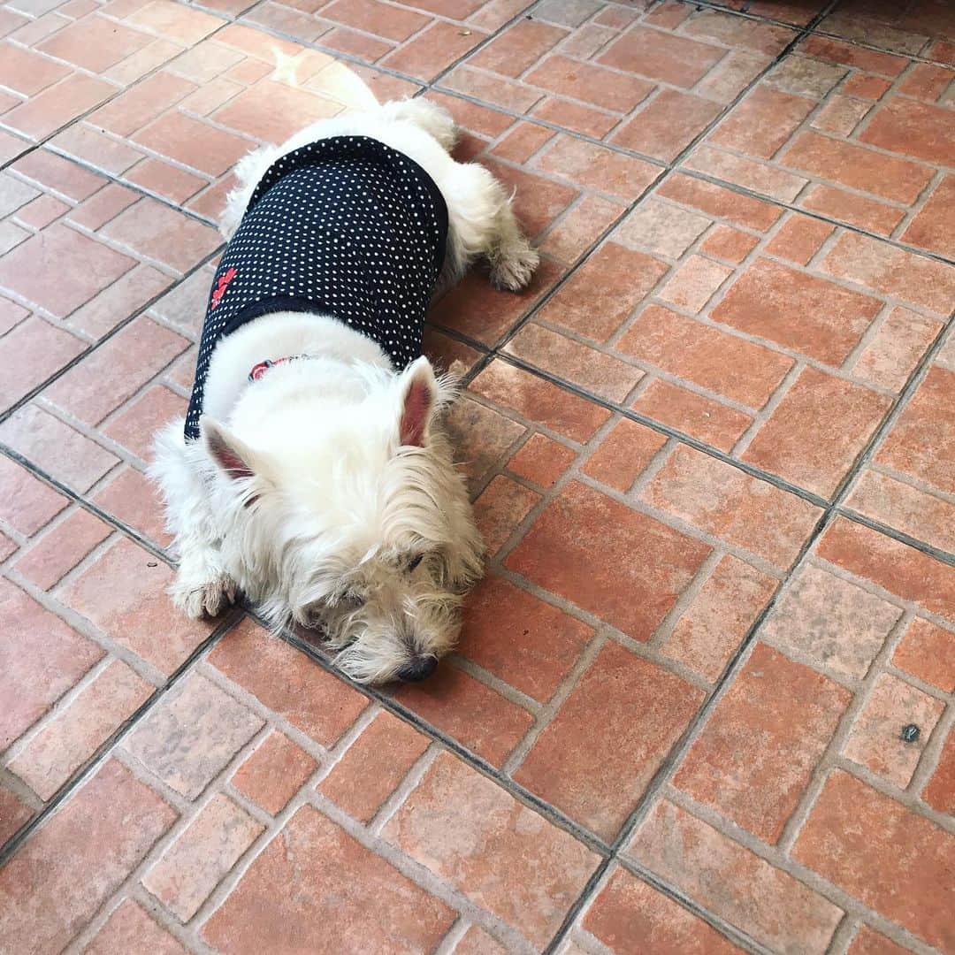 Hoykong&Plamuekのインスタグラム：「Lazy day #plamuek_westies」