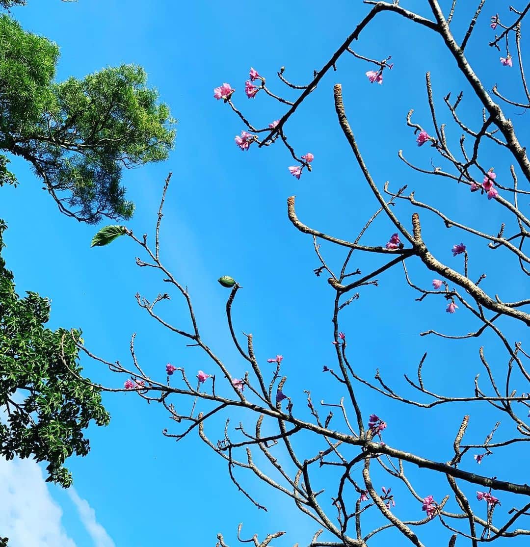 崎山一葉さんのインスタグラム写真 - (崎山一葉Instagram)「家族恒例のお詣り。  桜も咲いていて、春らしく迎えることが出来ました🌸  これからお節🍴 昨日は夕方には寝てしまい、仕込み無し🤗  ムーチーまで作れるかなぁ🥺  #お正月 #斎場御嶽」1月2日 12時21分 - kazuha_sakiyama