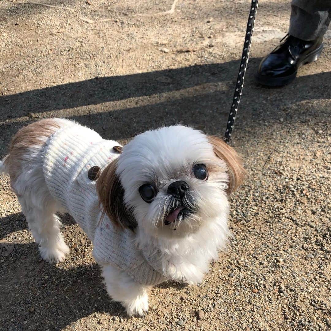 いりこのインスタグラム：「元旦散歩。 カバンに入って初詣行きました⛩」